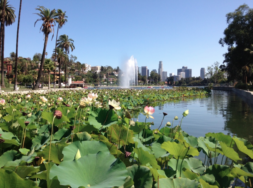 Lotuses bloom ine Echo Park Lake