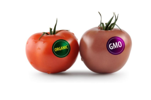 GMOs