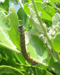 Caterpillar