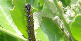 Caterpillar