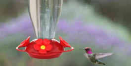 Hummingbird